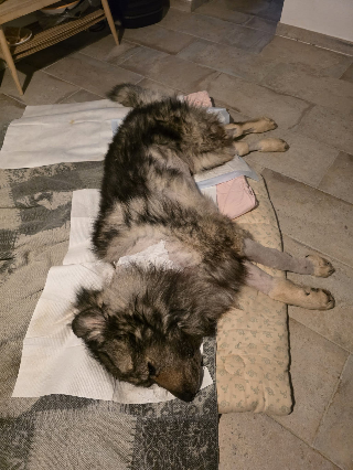 Montegranaro - Cane ucciso da un colpo di fucile, il padrone: "Aiutatemi a trovare chi è stato"